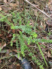 Tetratheca thymifolia
