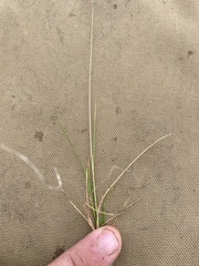 Festuca brachyphylla
