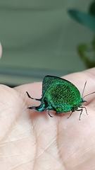 Arcas imperialis