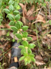 Tetratheca thymifolia