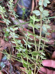 Tetratheca thymifolia