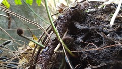 Goniophlebium persicifolium