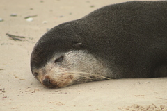 Arctocephalus tropicalis