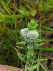Rhopalomyia gemmaria