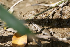 Emoia atrocostata