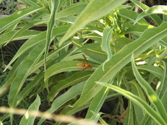 Polistes apachus texanus