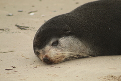 Arctocephalus tropicalis