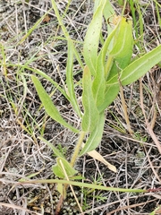 Asclepias lanuginosa