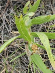 Asclepias lanuginosa