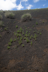 Phacelia serrata