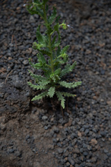 Phacelia serrata