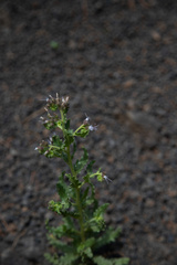 Phacelia serrata