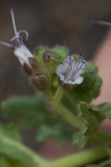 Phacelia serrata