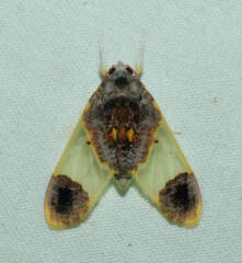 Thyromolis pythia