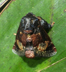 Euphobetron cupreitincta