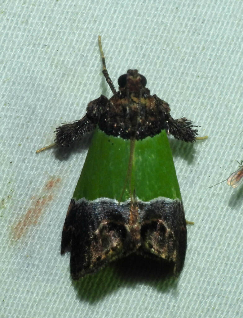 Epidelia damia