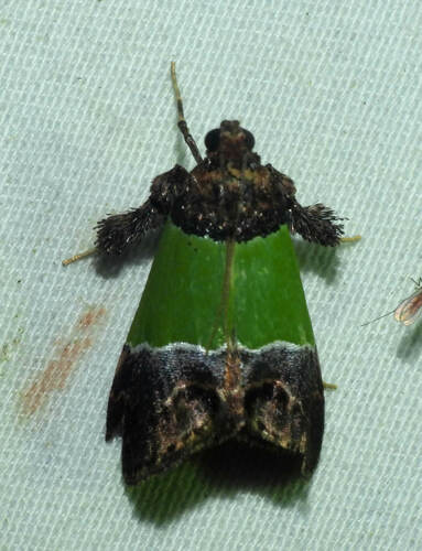 Epidelia damia