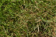 Chloris divaricata cynodontoides