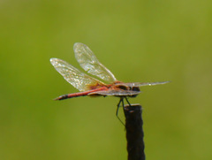 Tramea basilaris
