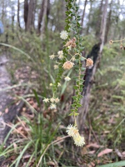 Acacia hubbardiana