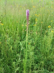 Liatris spicata