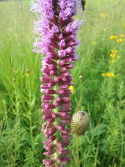 Liatris spicata