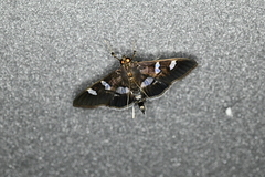 Desmia ufeus