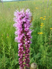 Liatris spicata