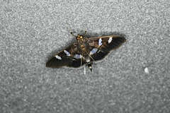 Desmia ufeus