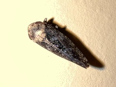 Paraphlepsius collitus