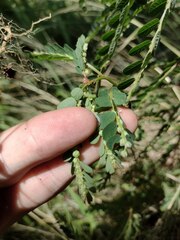 Phyllanthus leucanthus