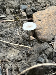 Entoloma perumbilicatum
