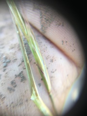 Pseudoroegneria spicata