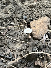 Entoloma perumbilicatum