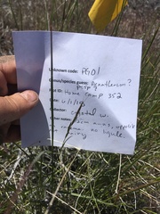 Pseudoroegneria spicata