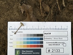 Entoloma perumbilicatum