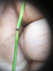 Pseudoroegneria spicata