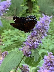 Limenitis arthemis