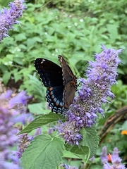 Limenitis arthemis