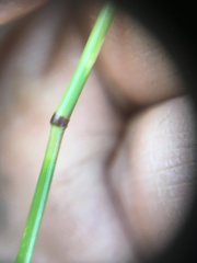 Pseudoroegneria spicata