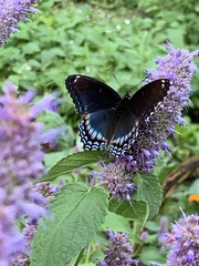 Limenitis arthemis