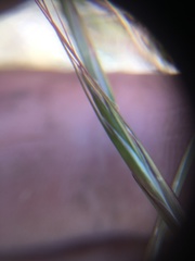 Pseudoroegneria spicata