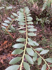 Acacia complanata