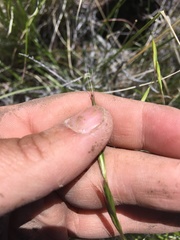 Pseudoroegneria spicata