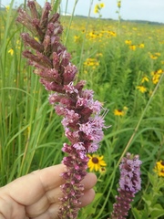 Liatris