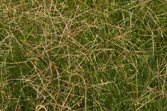 Chloris divaricata cynodontoides