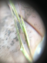 Pseudoroegneria spicata