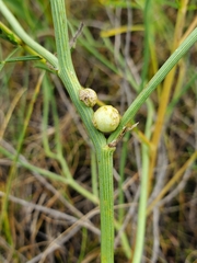 Antistrophus pisum