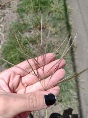 Dichanthium annulatum annulatum