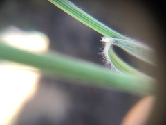 Bromus arvensis